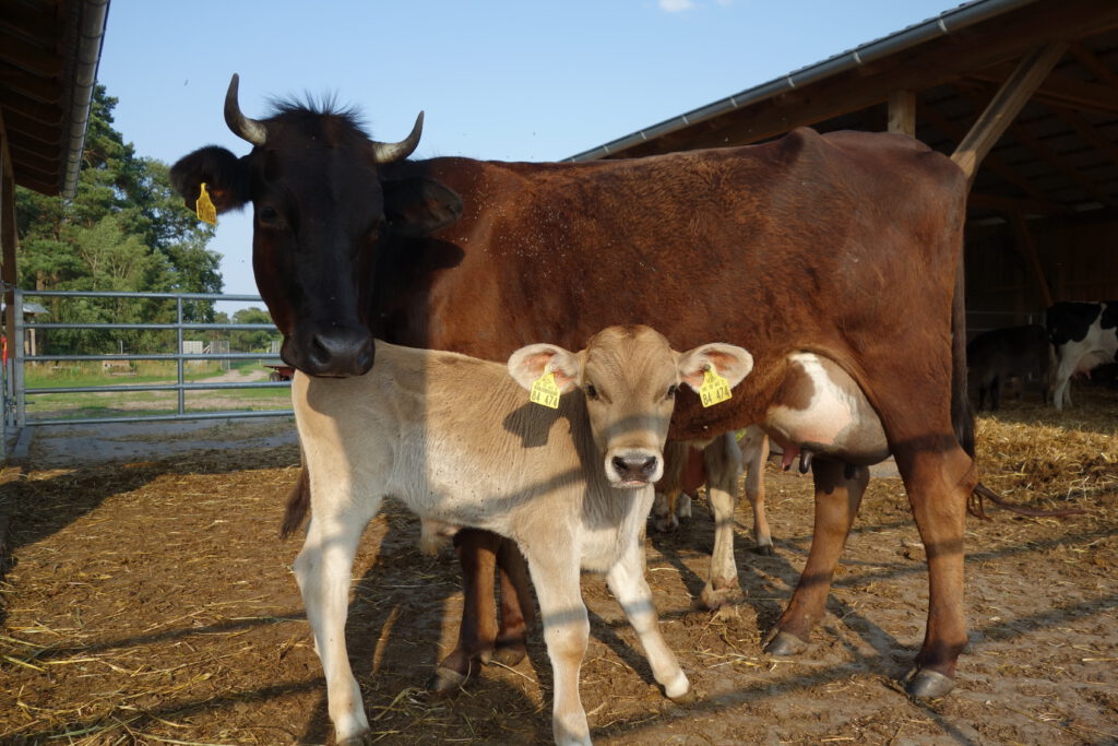 Mutterkuh mit ihrem Kalb.