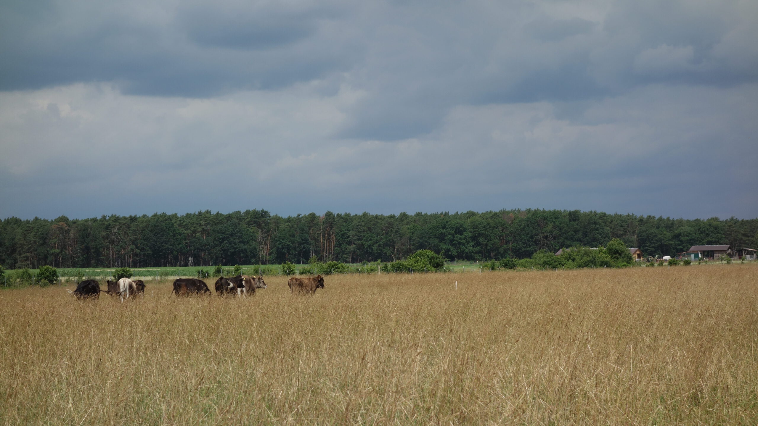 Die Rinderherde auf der Weide, im Hintergrund Wald und Hof.