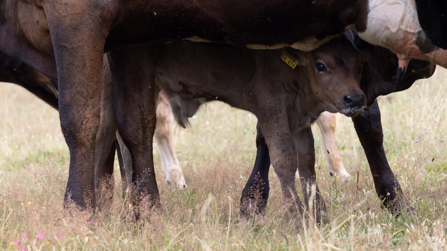 Ein Kälbchen schaut zwischen den Beinen seiner Mutter hervor. Beide stehen im Gras auf der Weide.