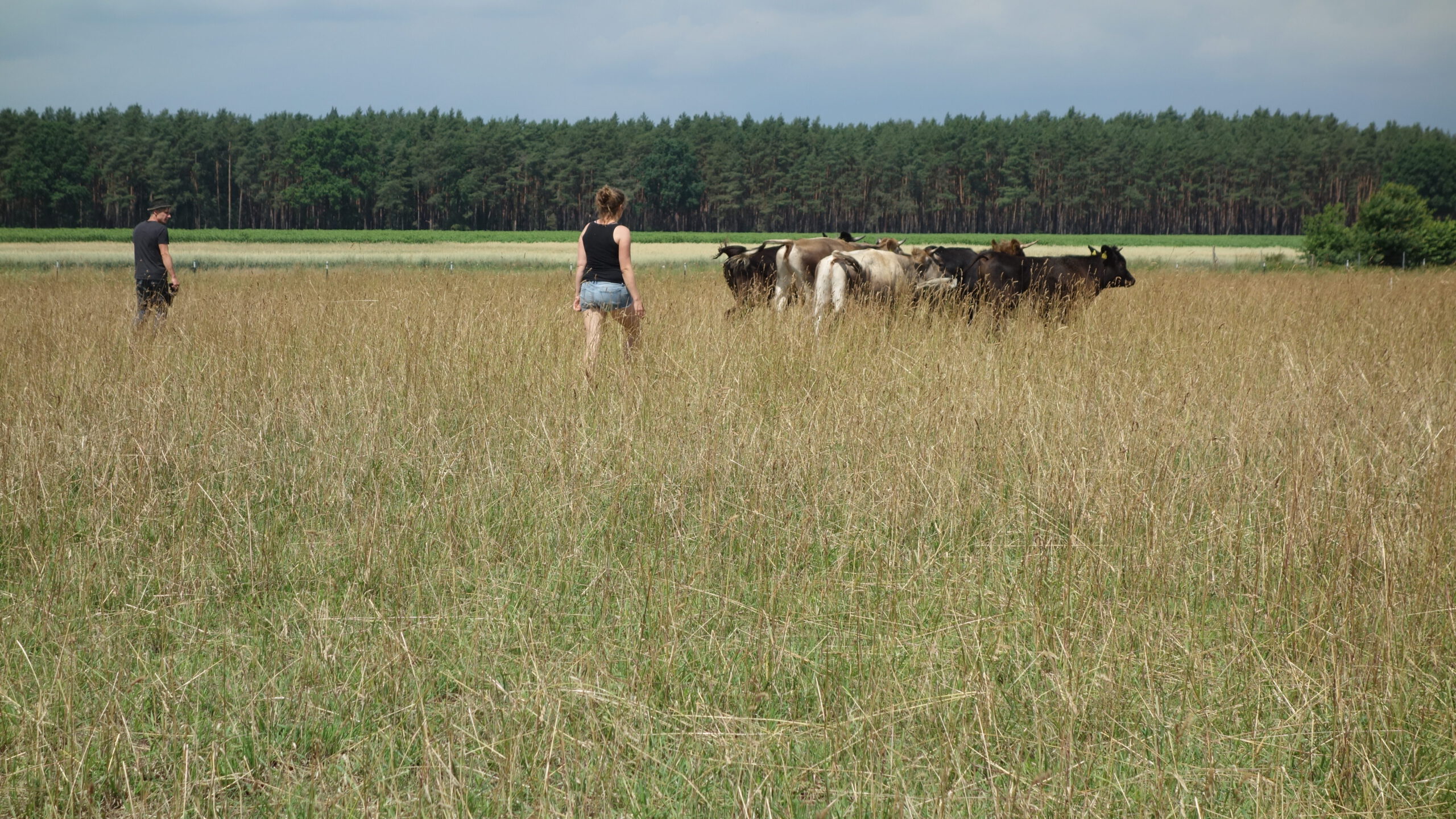 Arne und Carolin auf der Weide mit ihren Rindern.